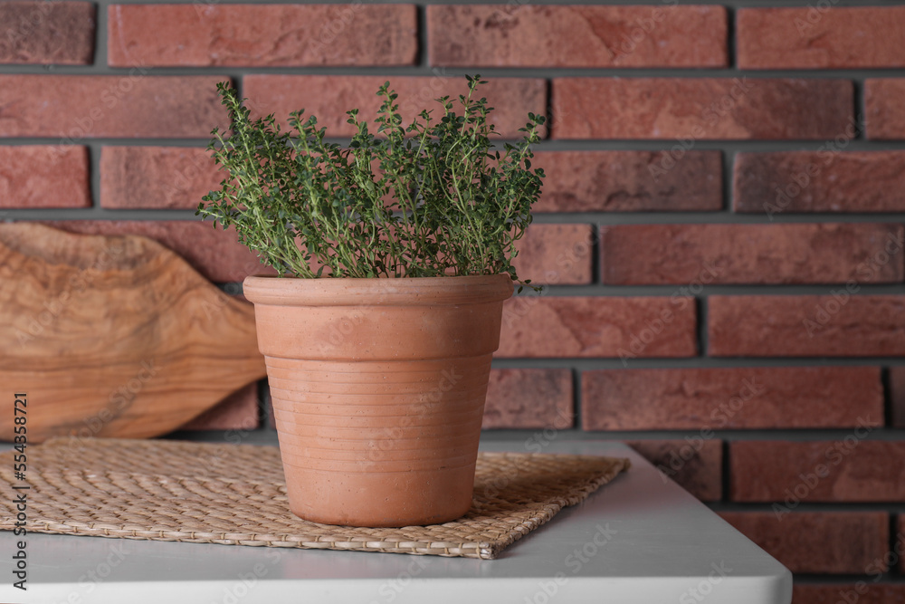 Aromatic green potted thyme on white table near brick wall, space for text Aromatic green potted thyme on white table near brick wall, space for text