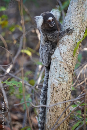 Marmoset monkey (Callithrix jacchus) also called white tufted eared marmoset. Wild specimen in its natural habitat, the Atlantic jungle in northeastern Brazil near the village Pecem, state of Ceara. photo