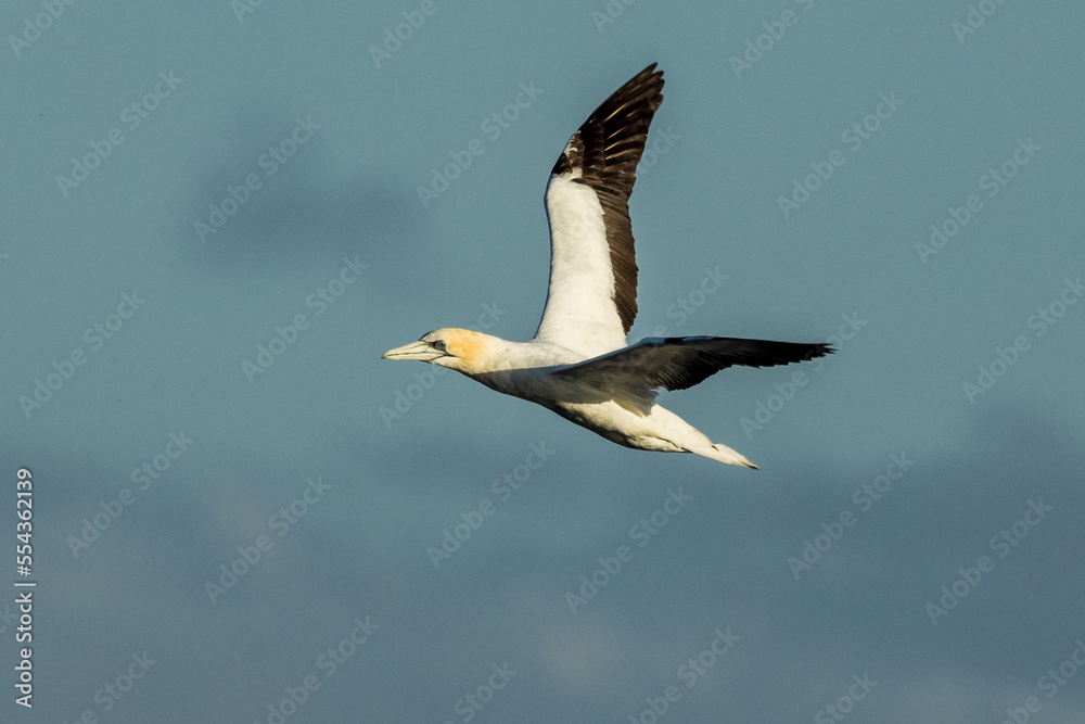 Obraz premium Australasian Gannet in Victoria Australia