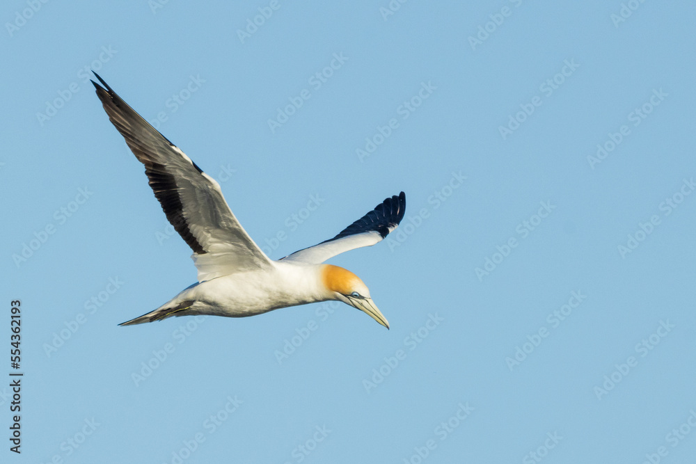 Australasian Gannet in Victoria Australia Australasian Gannet in Victoria Australia