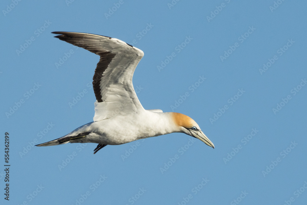 Obraz premium Australasian Gannet in Victoria Australia