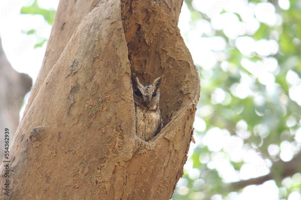 Fototapeta premium collared scops owl on nest 