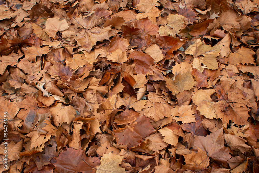 Brown leaves on the ground in winter fill the frame. Brown leaves on the ground in winter fill the frame.
