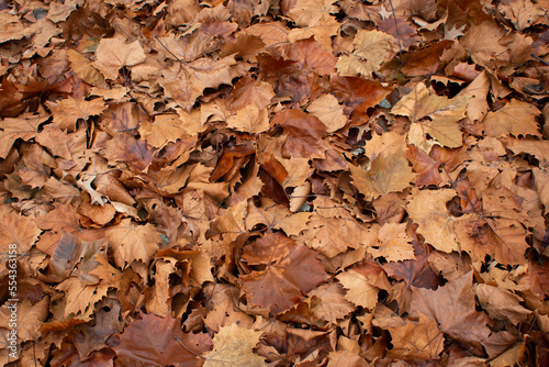 Brown leaves on the ground in winter fill the frame.