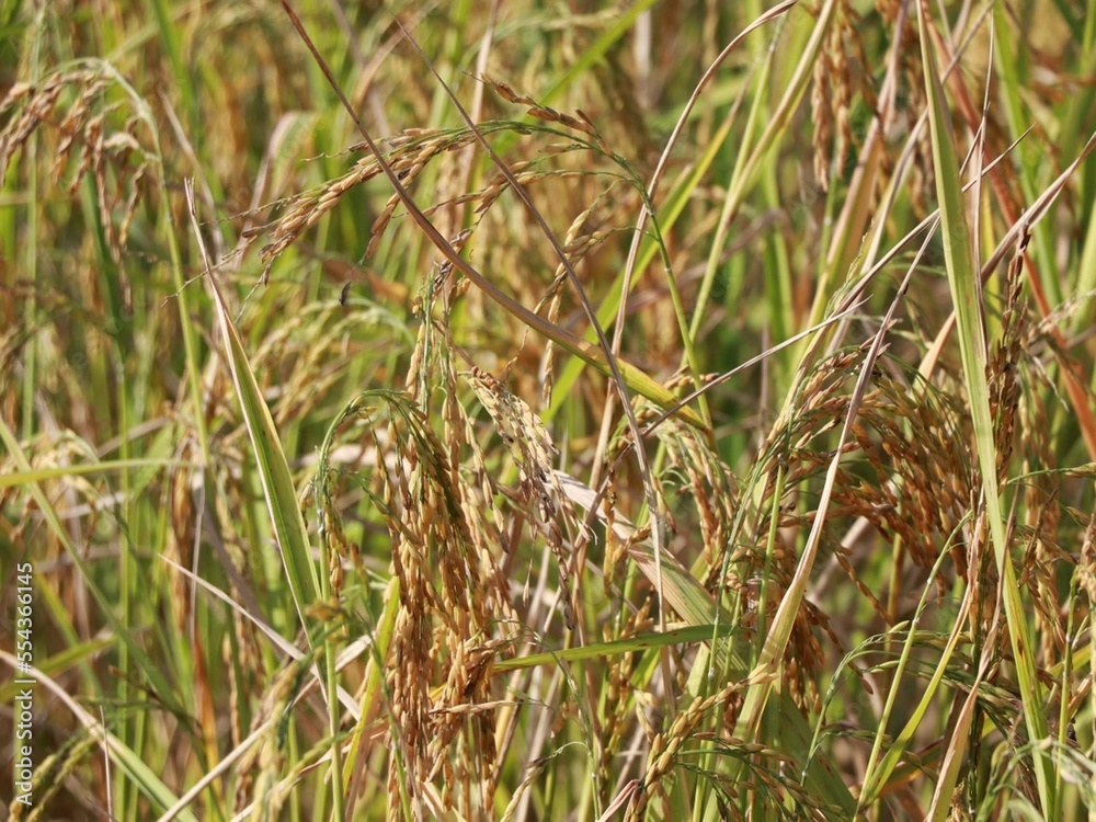 rice grass grassland