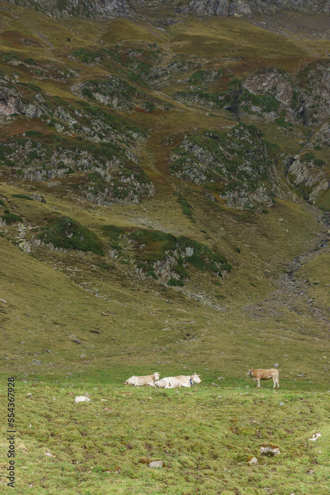 Group of Cows standing on a green mountain meadow in the Pyrenees