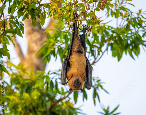 Indian fruit bat