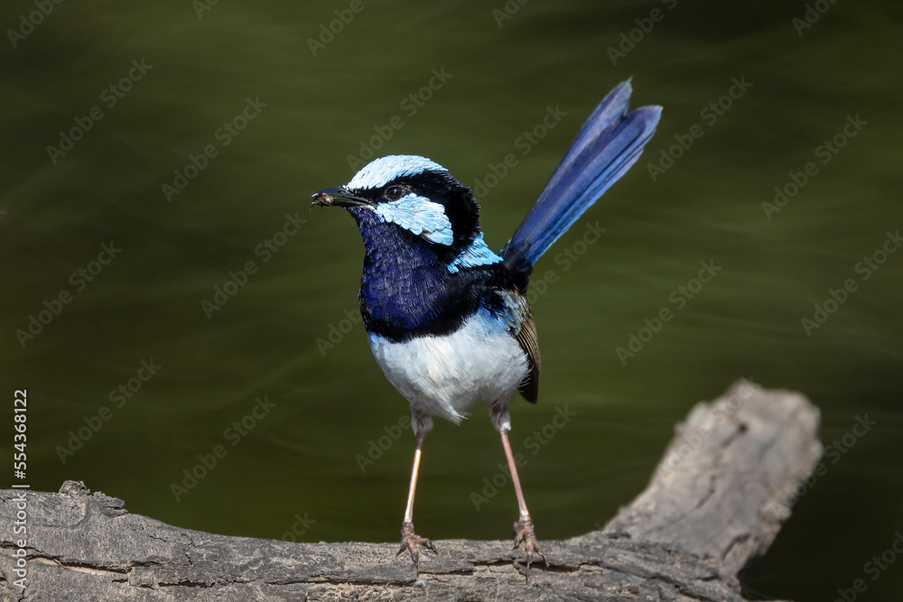 Obraz premium Male Superb Fairywren with food in beak