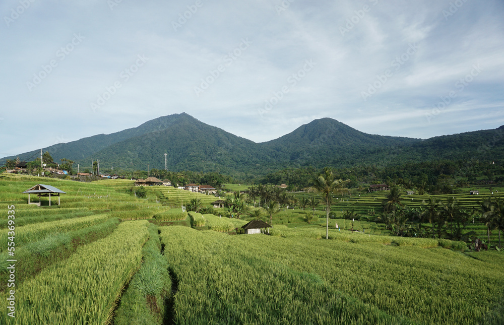 Beautiful rice field at tegalalang, Bali, Indonesia.