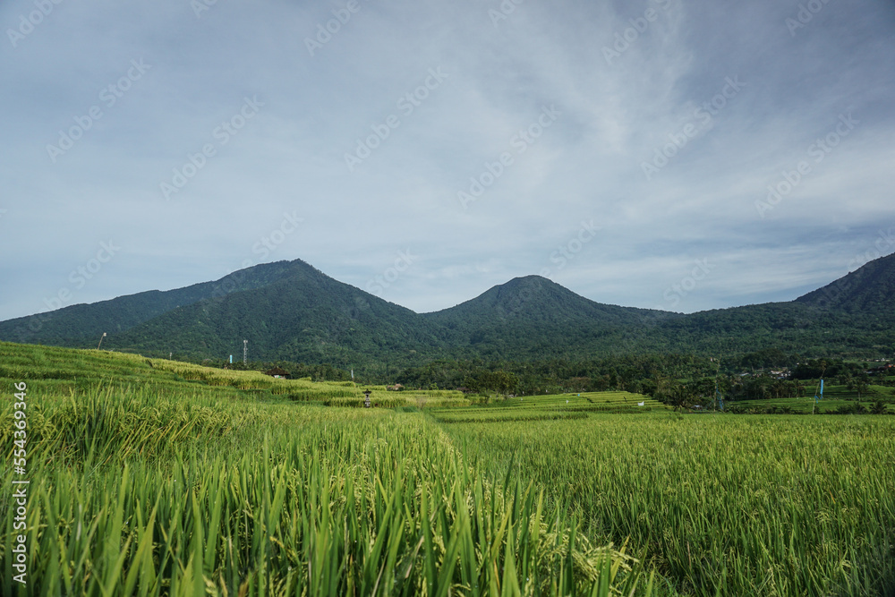 Fototapeta premium Beautiful rice field with mountains and dramatic sky at Tegalalang, Bali, Indonesia