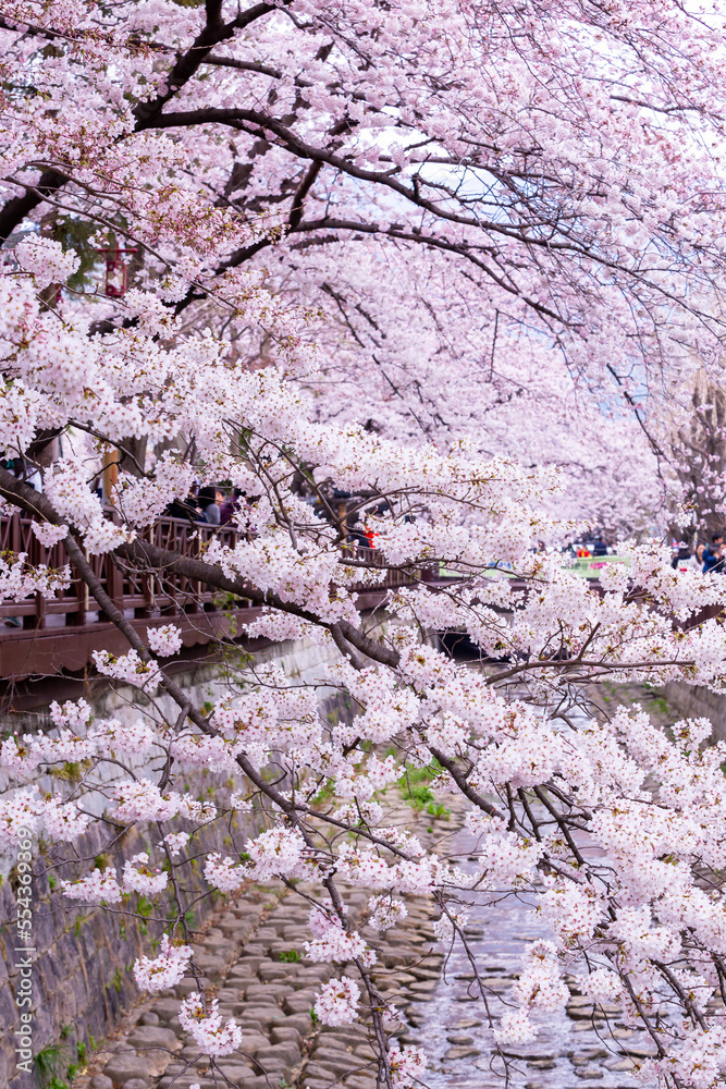 Sakura festival, Cherry blossom at Yeojwacheon Stream, Jinhae Gunhangje