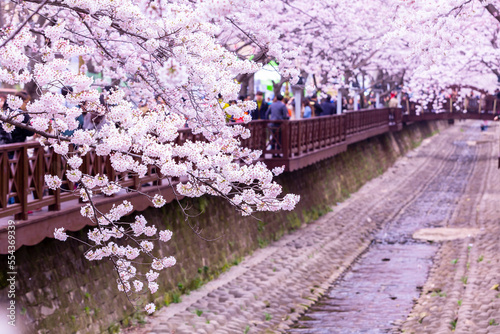 Photography Sakura festival, Cherry blossom at Yeojwacheon Stream, Jinhae Gunhangje Festival pink cherry blossom festival in South Korea Jinhae, South Korea