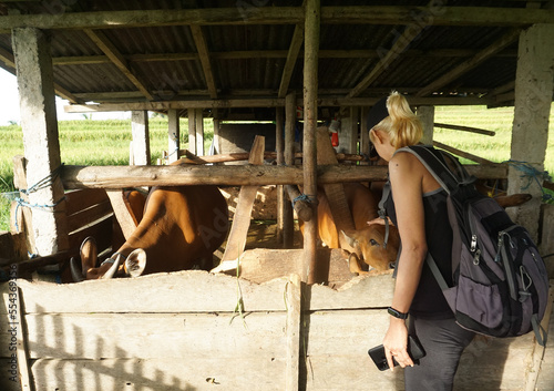 A woman touch young cows at the farm in Tegalalang, Bali, Indonesia.