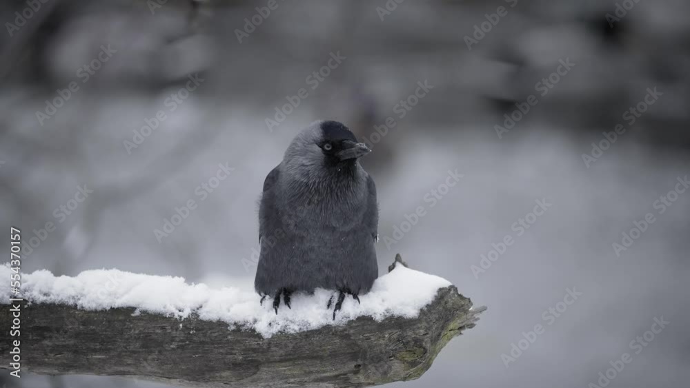 The western jackdaw (Coloeus monedula) bird sits on a snow-covered tree branch in a winter forest. The lake is out of focus In the background. Warsaw, Łazienki Park. The western jackdaw (Coloeus monedula) bird sits on a snow-covered tree branch in a winter forest. The lake is out of focus In the background. Warsaw, Łazienki Park.