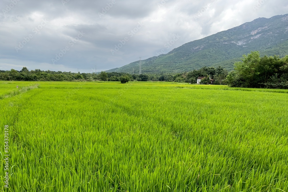 green Asian rice fields in Asia, Vietnam 