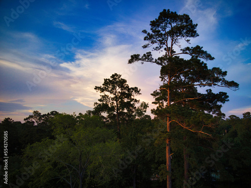 East Texas forest Golden Hour