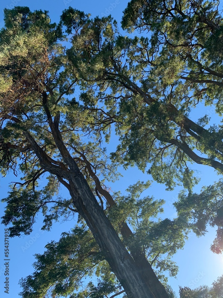 Fototapeta premium trees and sky