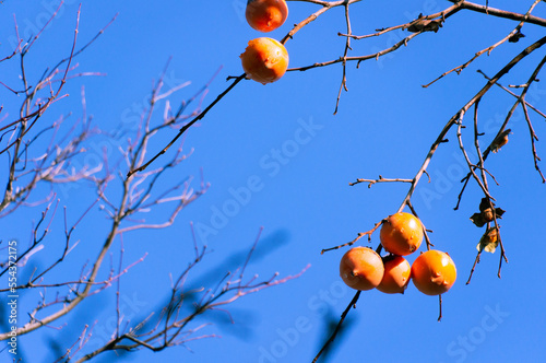 雨上がりの柿の実