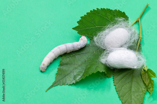 Silkworm make cocoon on green mulberry leaf photo