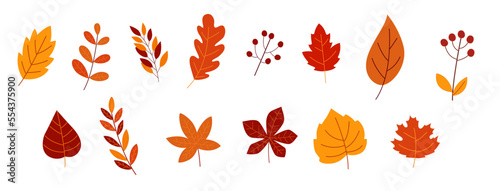 Autumn leaves set, isolated on white background. Autumn falling leaves.