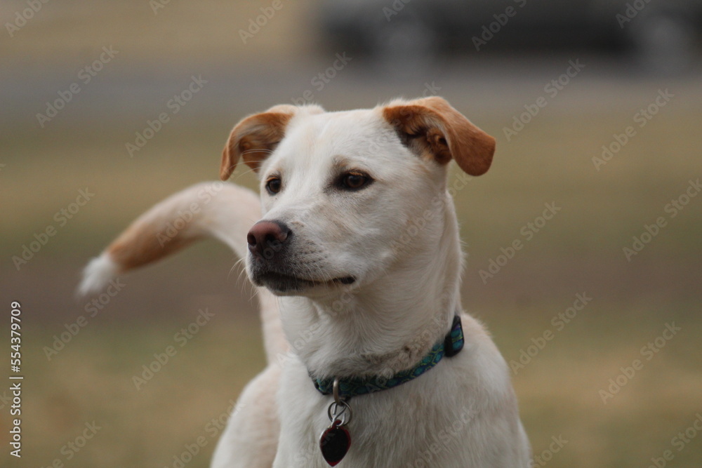Portrait of. a Labrador
