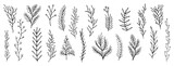 set collection laurels plants leaves hand drawn, hand made vector	