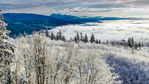 Winter inversion over Fraser Valley, BC, Canada, with snow-covered trees in foreground, as seen from Burnaby Mountain.