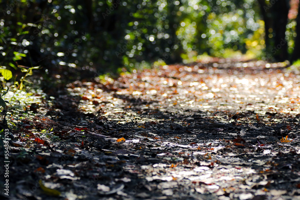low-angle nature photo of a mountain path covered with fallen leaves in the beautiful autumn sunshine. low-angle nature photo of a mountain path covered with fallen leaves in the beautiful autumn sunshine.