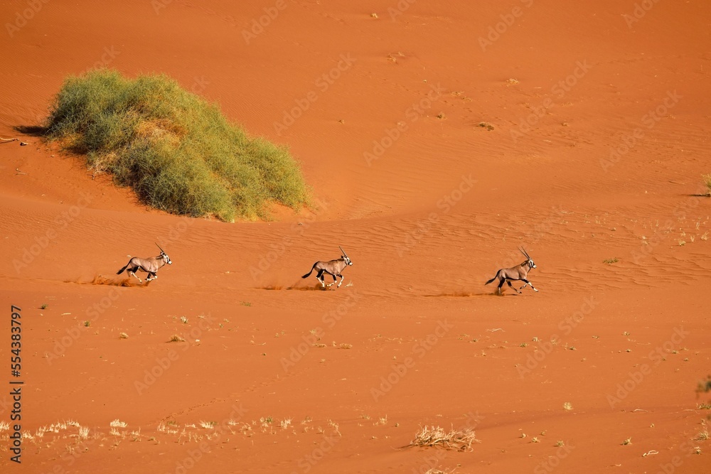 Obraz premium Running Gemsbok, Oryx gazella large antelope, on the dune escarpment in the Namib Desert in the Namib-Naukluft National Park of Namibia.