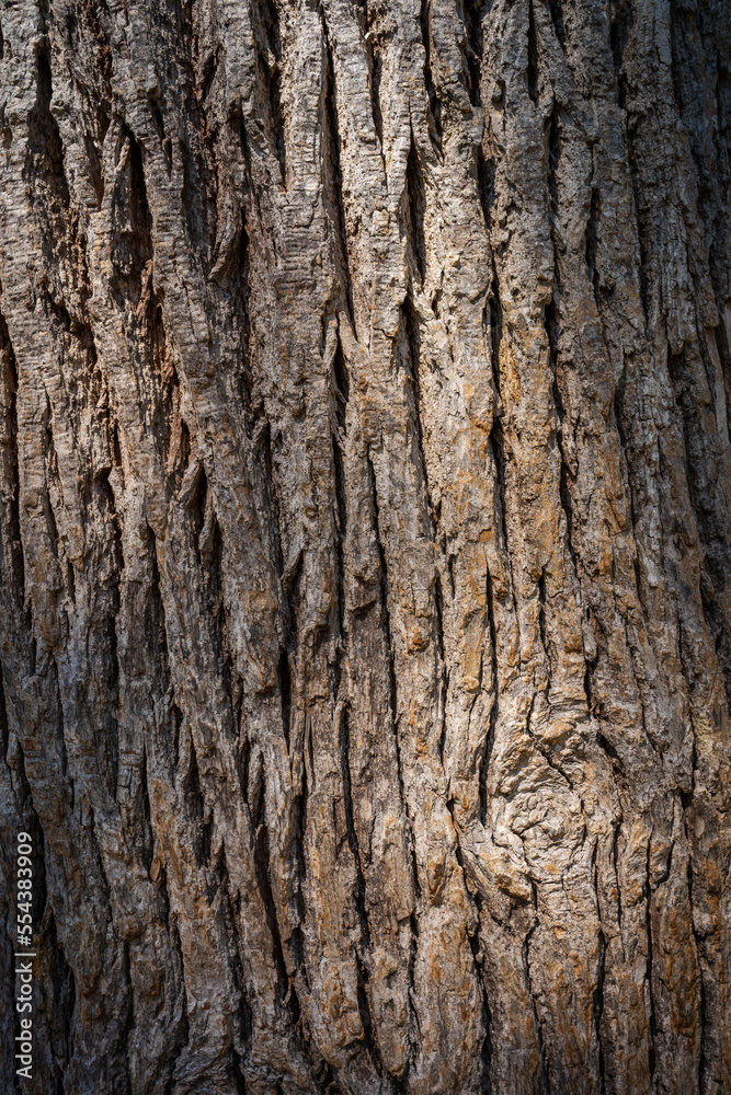 bark of a tree