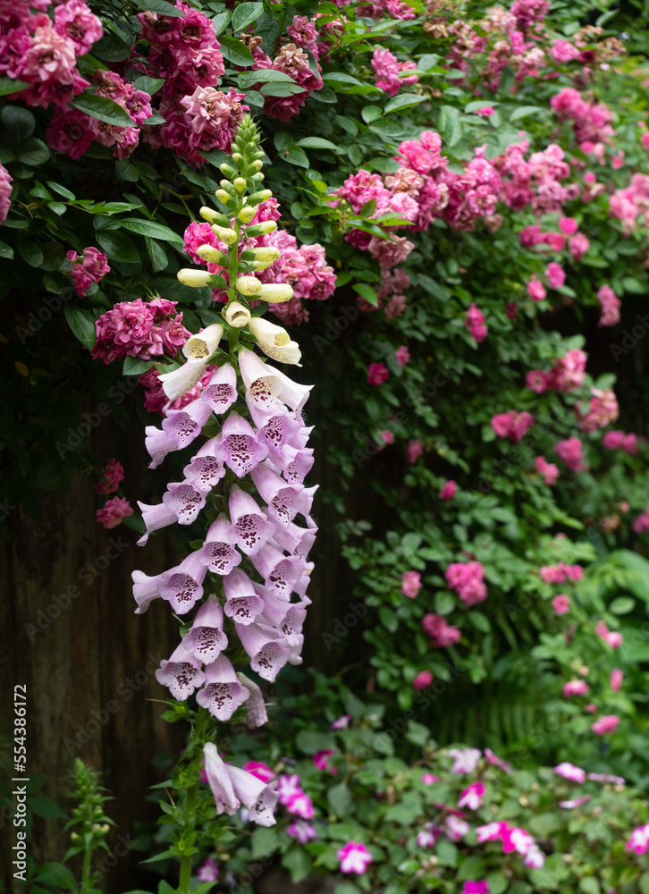 Digitalis or Foxglove Flowers with Fuchsia Climbing Roses in the Background