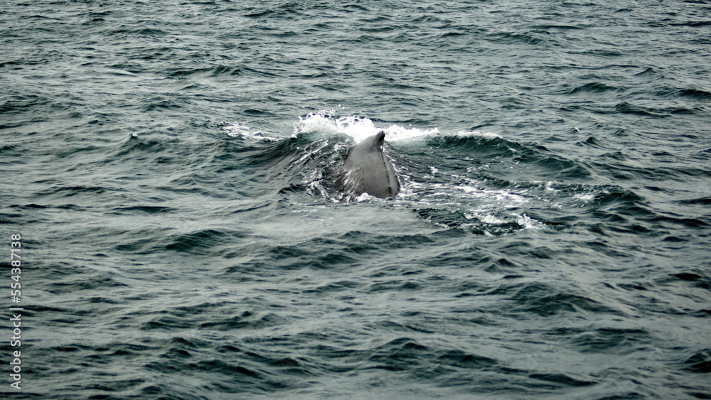 Fototapeta premium Dorsal fin of a humpback whale (Megaptera novaeangliae) in the Machalilla National Park, off the coast of Puerto Lopez, Ecuador