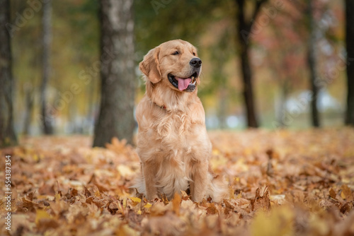 Beautiful purebred golden retriever in the autumn park on fallen leaves.