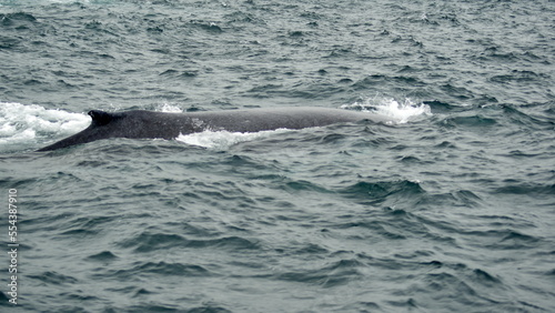 Dorsal fin of a humpback whale (Megaptera novaeangliae) in the Machalilla National Park, off the coast of Puerto Lopez, Ecuador