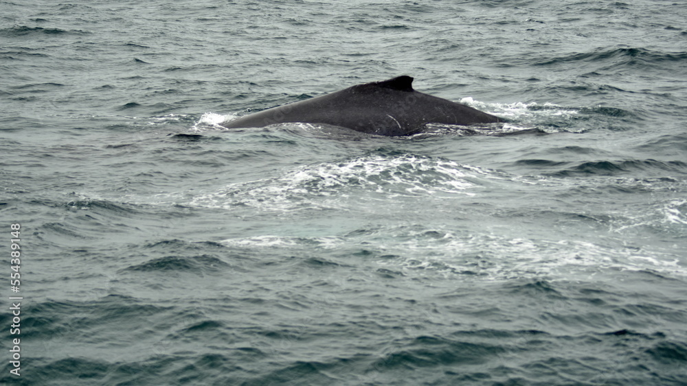 Fototapeta premium Dorsal fin of a humpback whale (Megaptera novaeangliae) in the Machalilla National Park, off the coast of Puerto Lopez, Ecuador