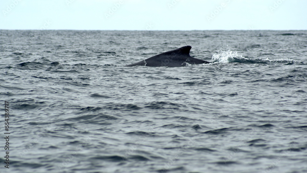 Fototapeta premium Dorsal fin of a humpback whale (Megaptera novaeangliae) in the Machalilla National Park, off the coast of Puerto Lopez, Ecuador