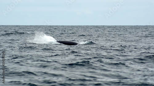 Humpback whale (Megaptera novaeangliae) splashing in the Machalilla National Park, off the coast of Puerto Lopez, Ecuador © Angela