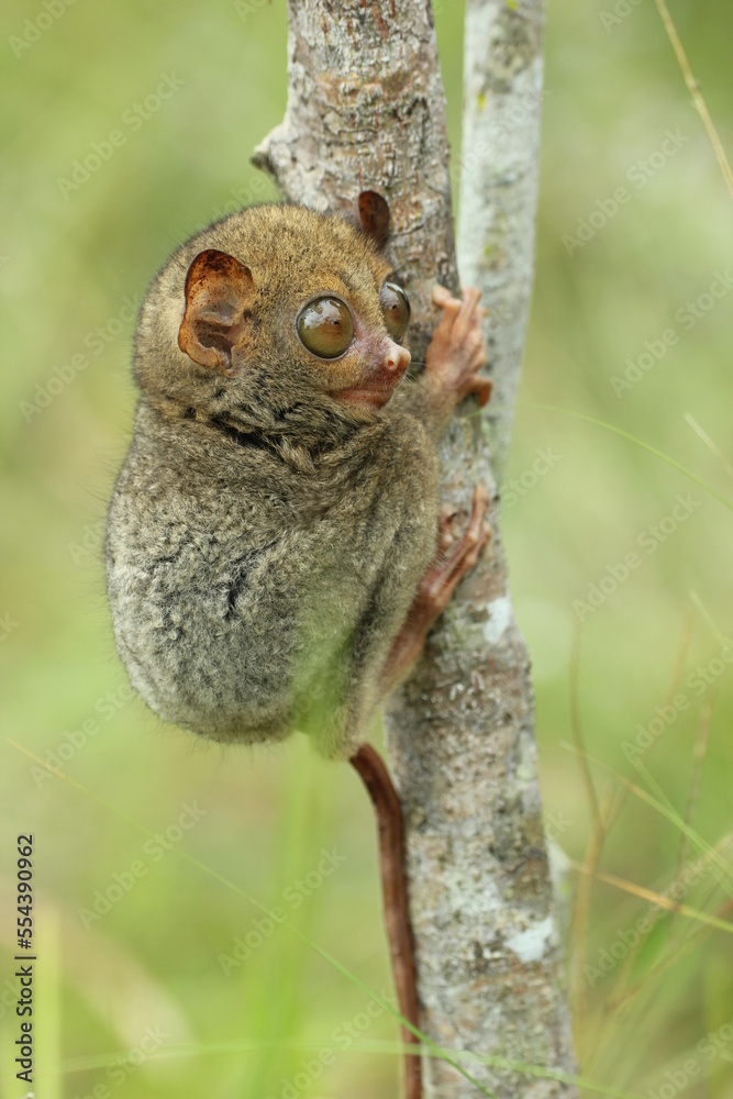 Fototapeta premium tarsier cub on a tree trunk in the forest