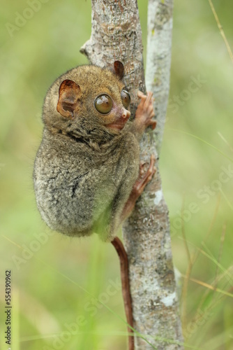 tarsier cub on a tree trunk in the forest