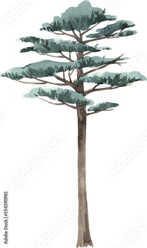 Beautiful png isolated clip art image with watercolor hand drawn tree illustration. © zenina