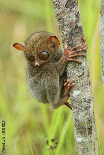 tarsier cub on a tree trunk in the forest © ridho