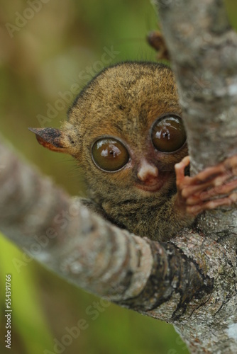 tarsier hanging from a branch