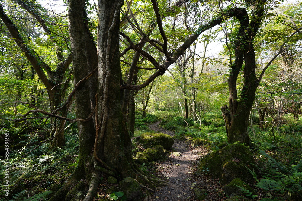 fine path in the gleaming sunlight fine path in the gleaming sunlight