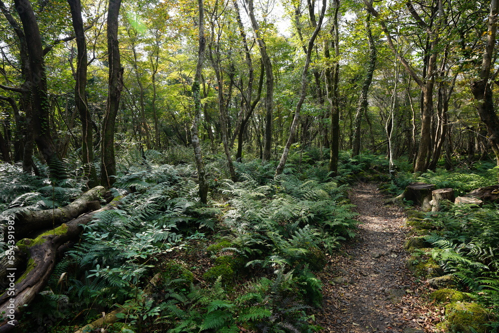 Fototapeta premium refreshing autumn forest with path