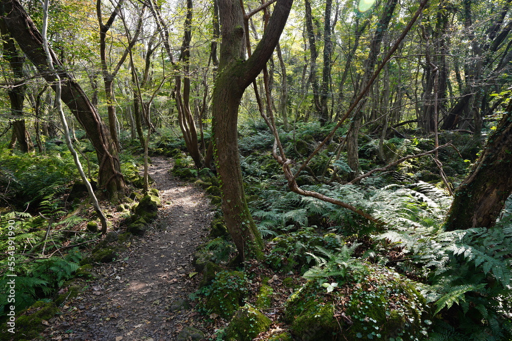 fine path in the gleaming sunlight