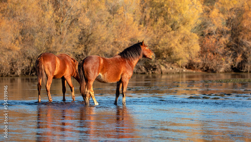 Chestnut and Dun wild horse stallions reflecting in the water in the Salt River in the early morning in the american southwest