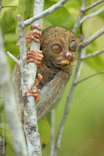 tarsier hanging from a branch