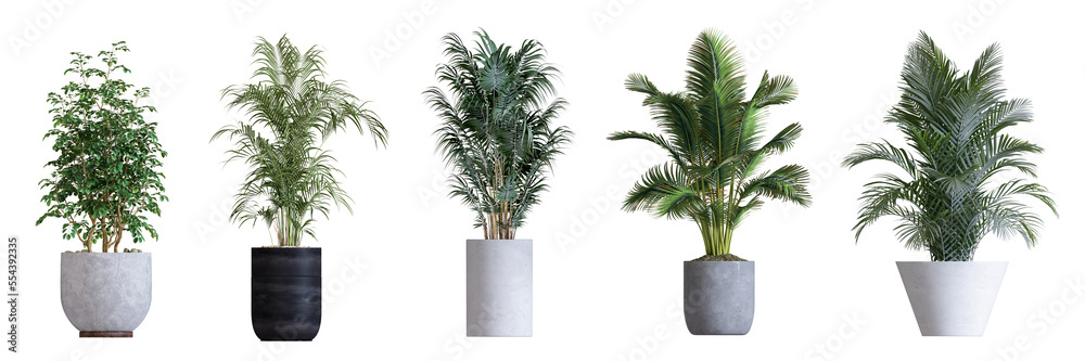 Obraz premium Plant isolated on white background