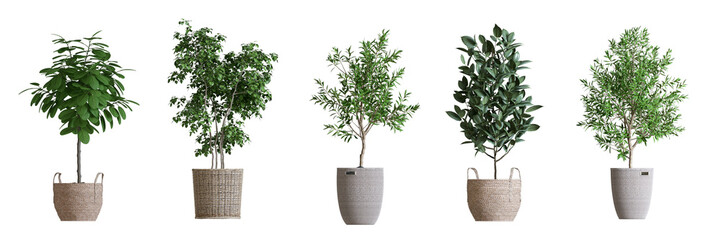 Plant isolated on white background