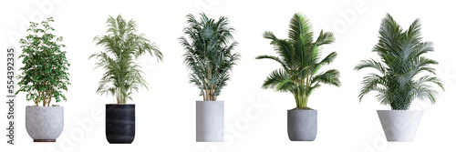 Plant isolated on white background